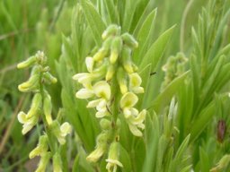Eriosema kraussianum